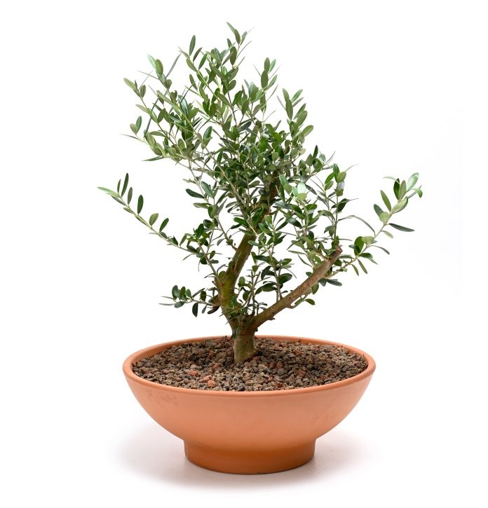 זית בקערת טרקוטה(א.מרכז בלבד)