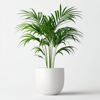 עציץ דקל בקרמיקה