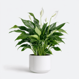 עציץ ספיטופיליום בכלי קרמיקה