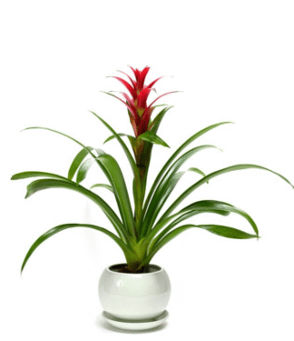 עציץ גוזמניה בכלי קרמקיה