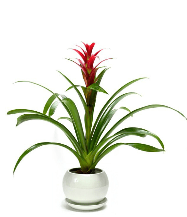 עציץ גוזמניה בכלי קרמקיה