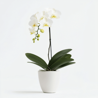 סחלב ענף בקרמיקה