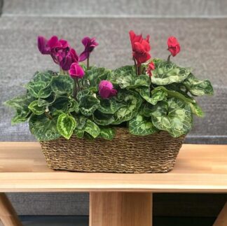 משלוח פרחים הרצליה