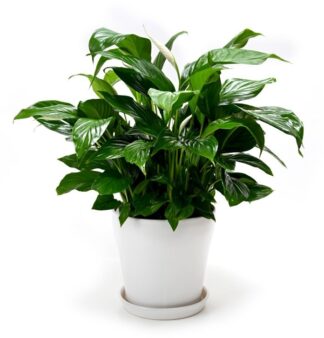 עציץ ספיטופיליום ענק בקרמיקה