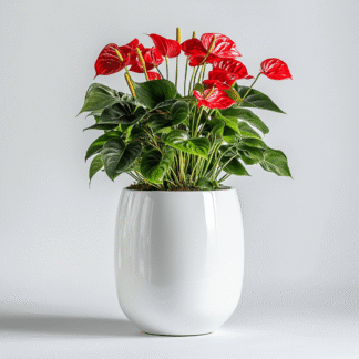 עציץ אנטוריום ענק בקרמיקה