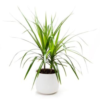 דרצנה זוגות 18" בקרמיקה