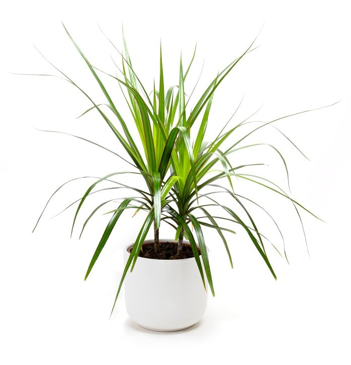 דרצנה זוגות 18" בקרמיקה