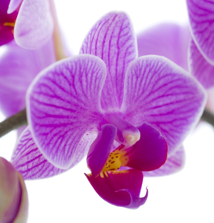 סחלב ענף בקרמיקה – תמונה 3