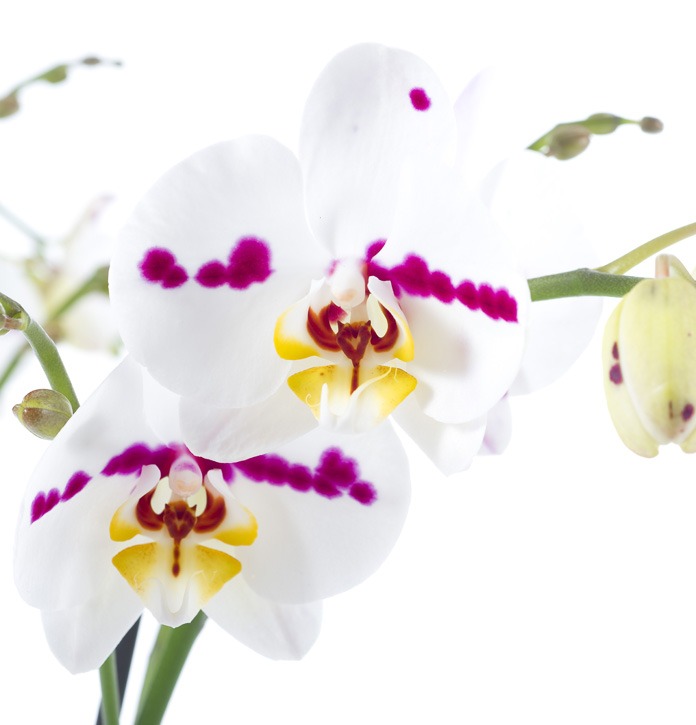 סחלב ענף בקרמיקה – תמונה 4