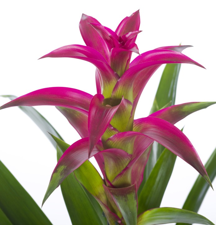 עציץ גוזמניה בכלי קרמקיה – תמונה 2