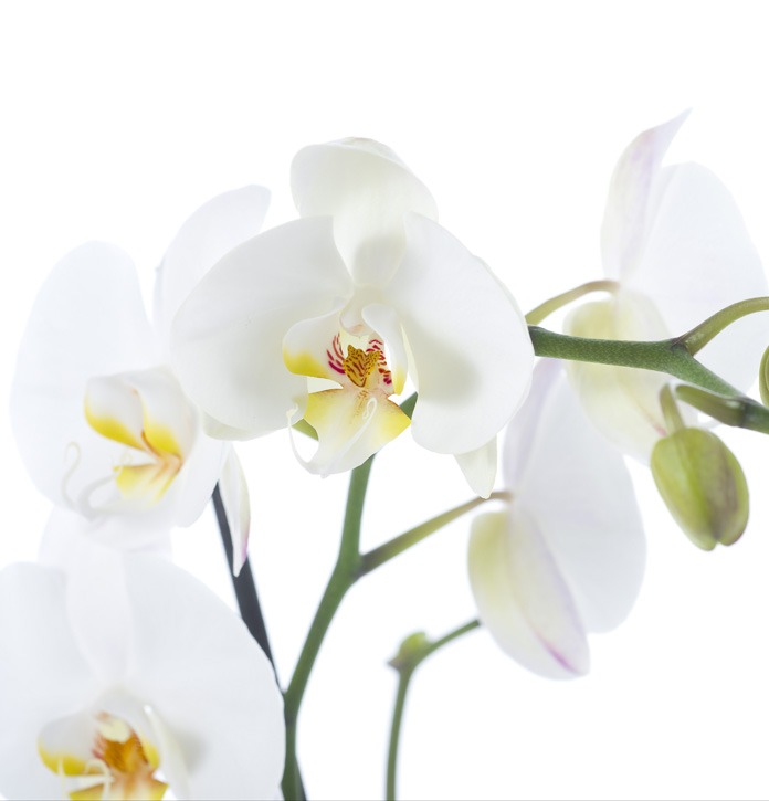 סחלב ענף בקרמיקה – תמונה 2