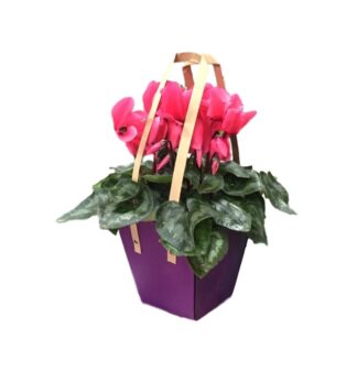 משלוחי עציצים, עציץ רקפת - פרחי עירית