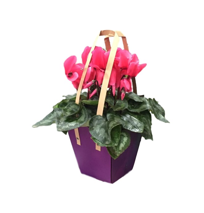 משלוחי עציצים, עציץ רקפת - פרחי עירית