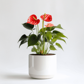 עציץ אנטוריום בקרמיקה