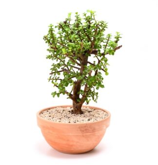 עץ האושר בקערת טרקוטה(א.מרכז בלבד)